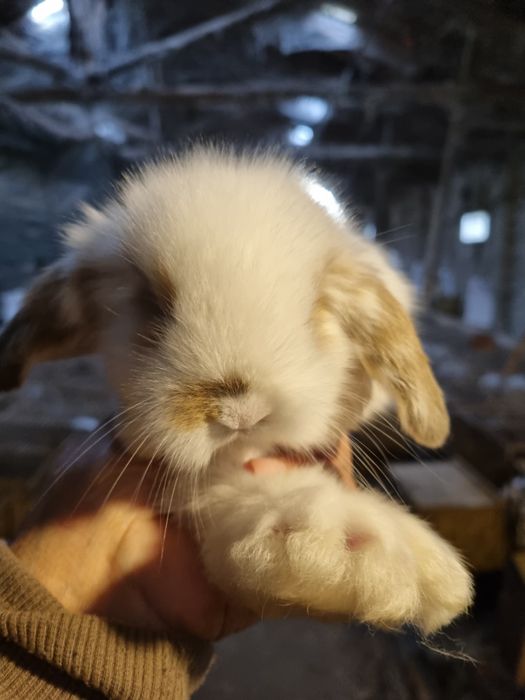 Coelhos anoes mini lop(orelhudos) mini holandeses e toys