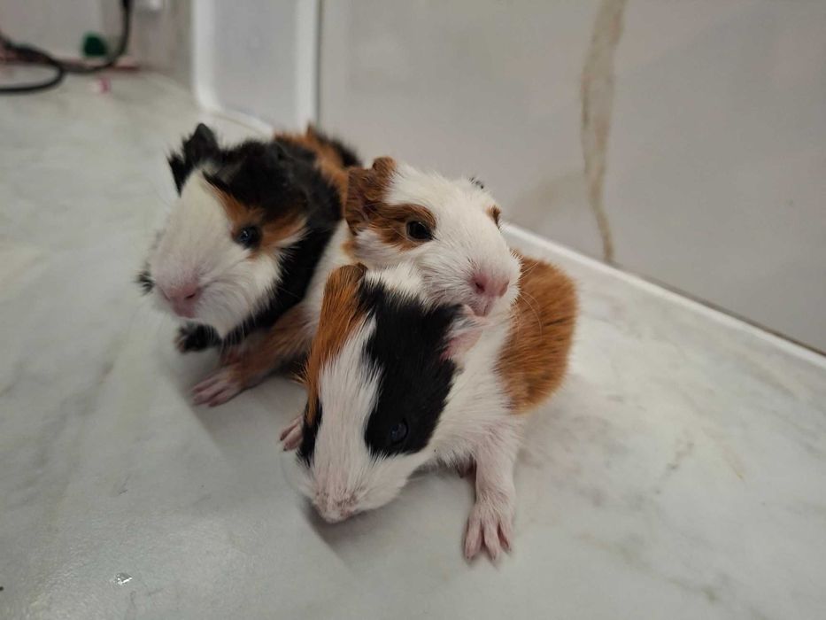 Młode świnki morskie