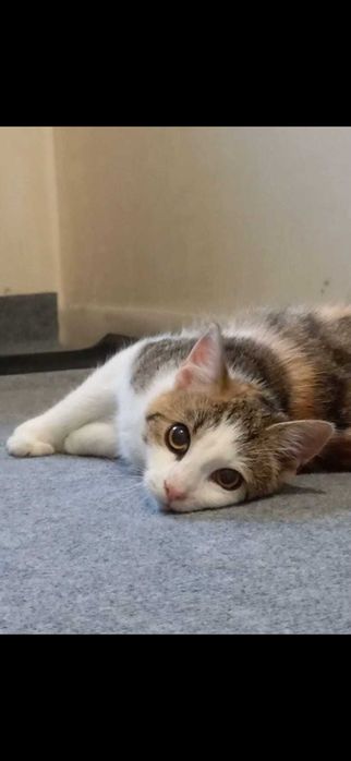 LOLA wciąż czeka na miłość