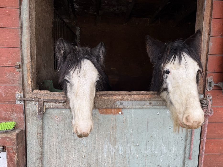 Tinker irish cob klacz (dwie klacze)