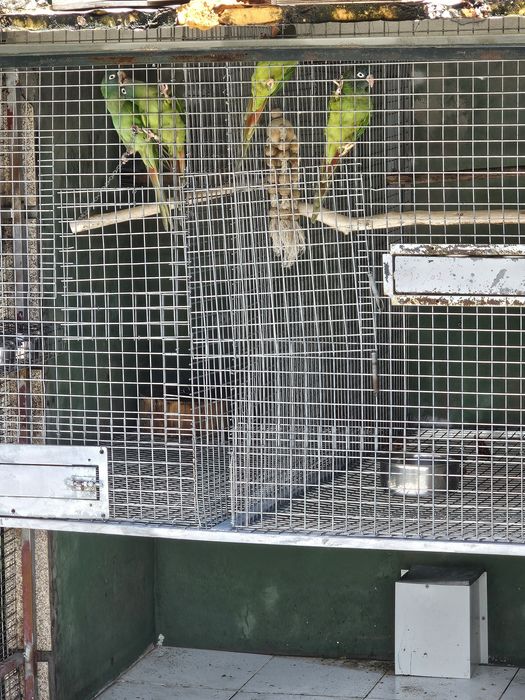 Conures de cabeça Azul