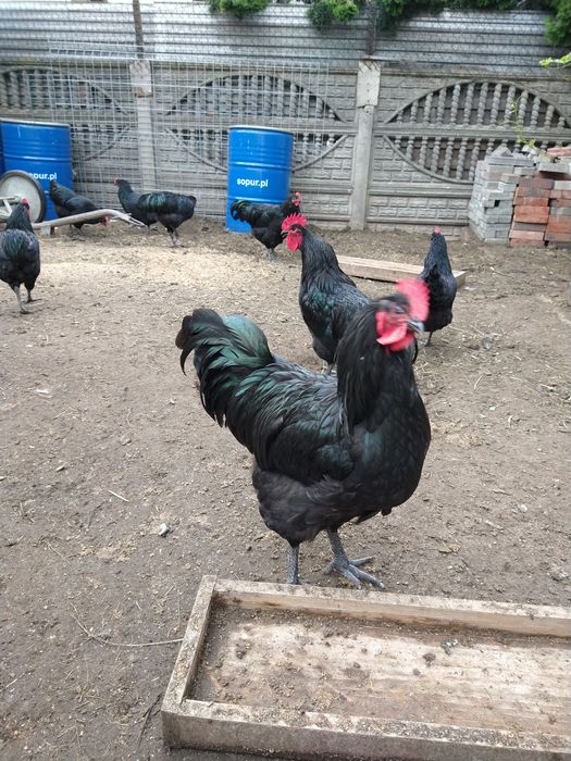 Sprzedam młode koguty i kury