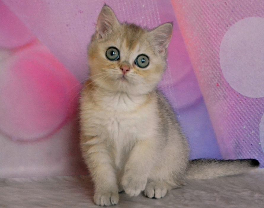 Золота топова дівчина та хлопчик