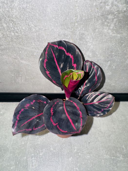 Калатея Дотті (Dottie)