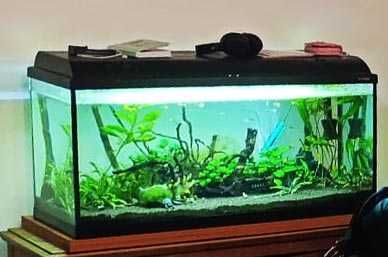 Sprzedam Akcesoria i gratis oddaję akwarium  z roślinami i dodatkami