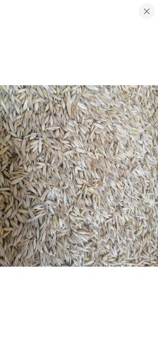 Продам овес  урожай 2025р