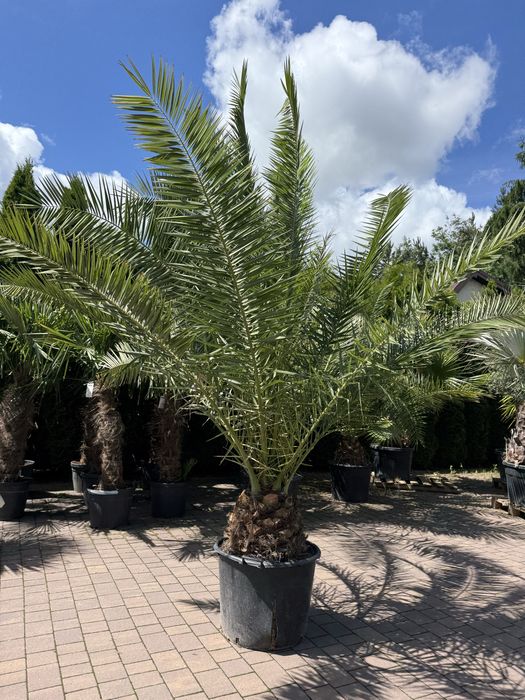 Phoenix Canariensis – Daktylowiec Kanaryjski | Palma Egzotyczna | Duże Egzemplarze | Palmania