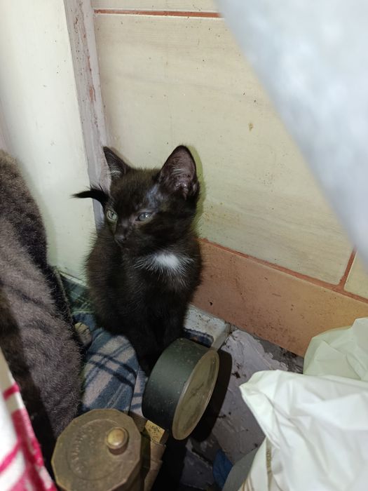 Отдам в хорошие руки котят.уже 2 месяца,кушают сами все