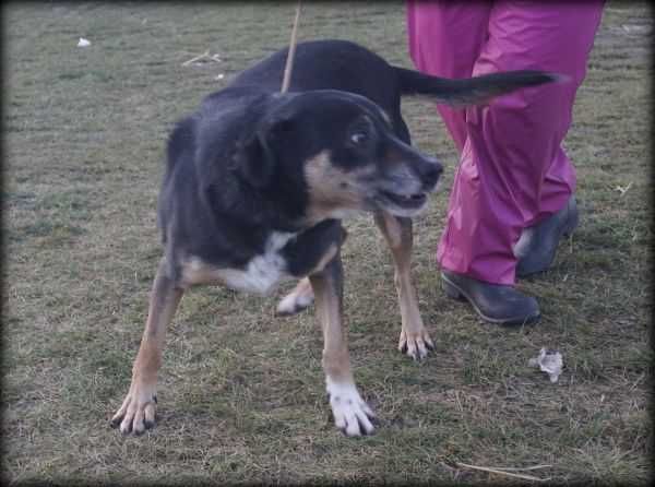 Nafi - duży, wesoły psiak szuka nowego domku