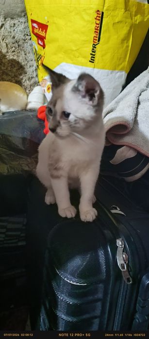 Gatinha 3 meses para adoção