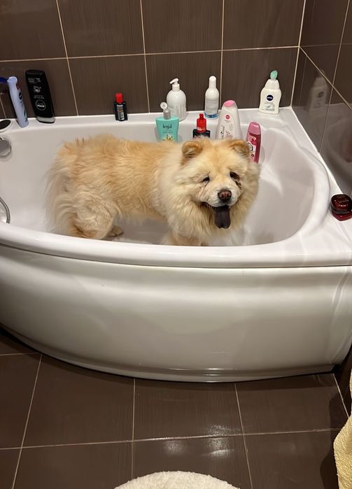 Pies rasy Chow Chow