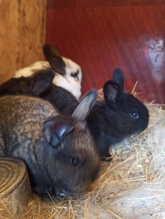 Продам пушистиков (кролики)
