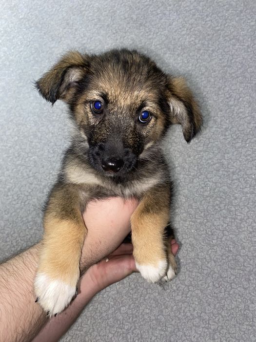 Цуценята дівчата в пошуках родини ,безкоштовно, в добрі руки