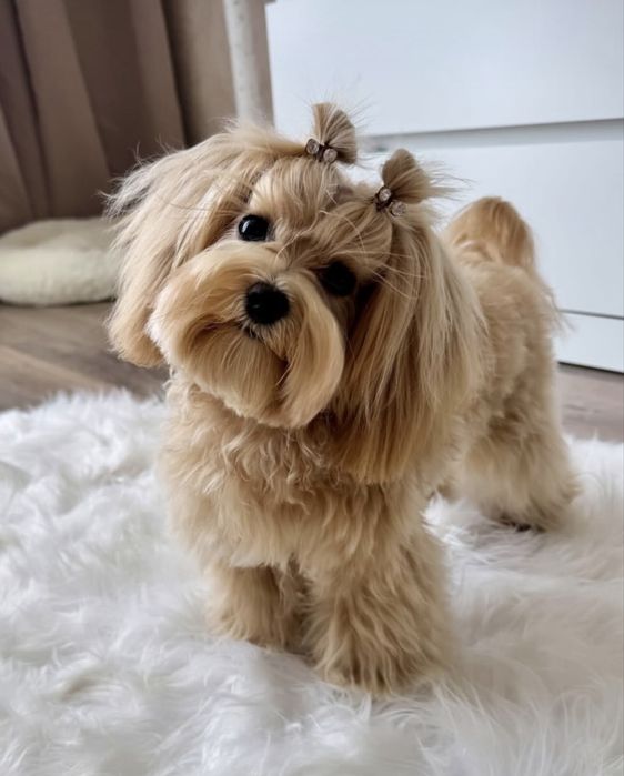 CHOCODOG baby-face