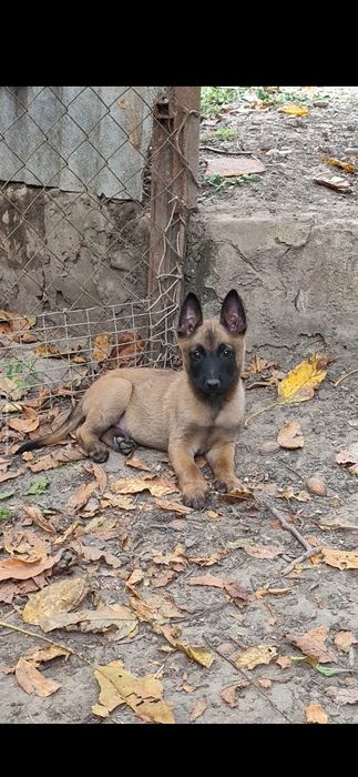 Бельгійської вівчарки (Малінуа)