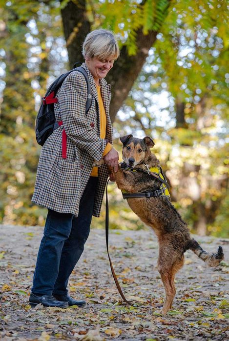 Молода красива собака добра хазяйка своєї території. Активна енергійна