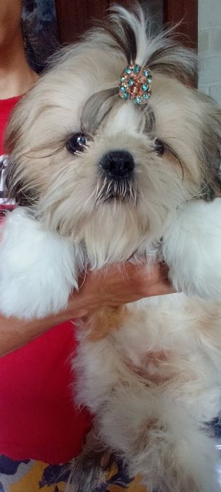 Маленький чистокровний красавчик