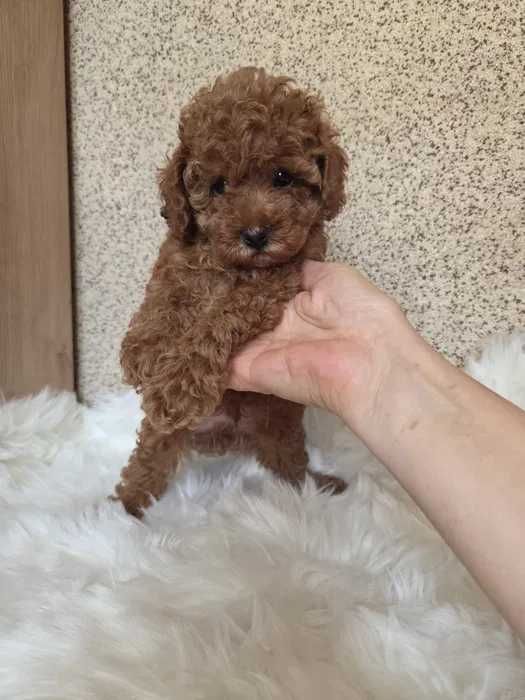 Poodle red disponível