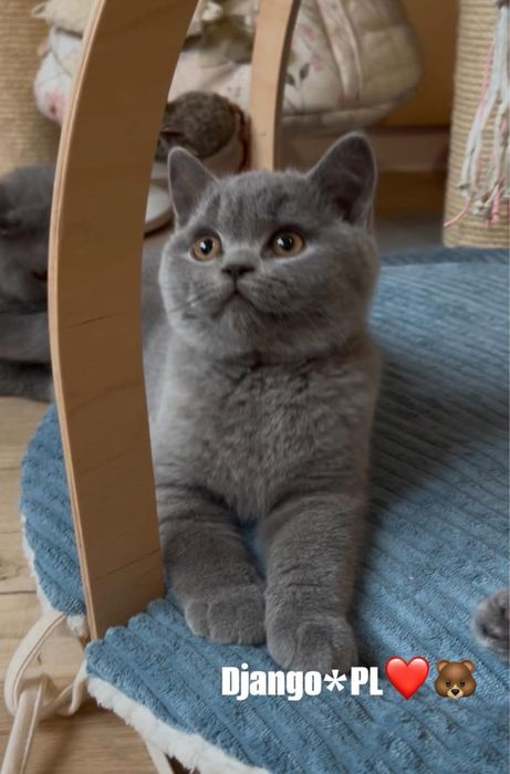 Odbiór styczeń  po utytulowanych przodkach kocurek brytyjski niebieski