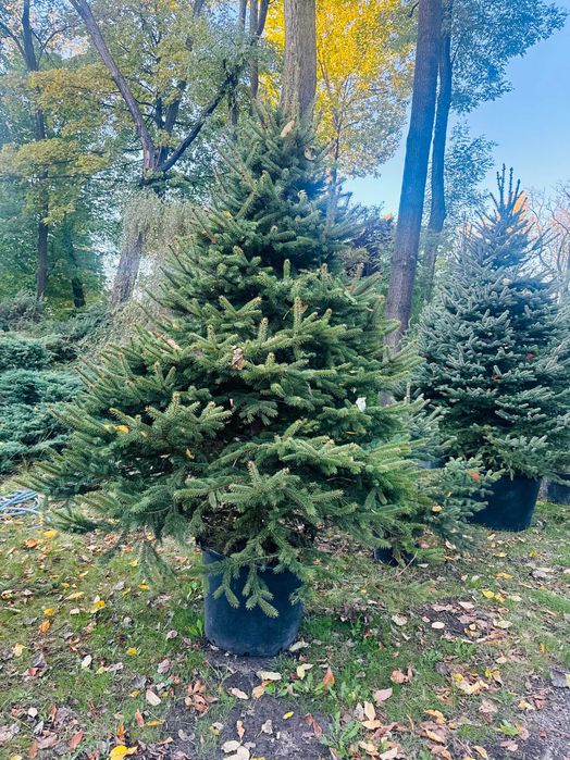 Świerk 3-5 m w donicy nasadzenia w miastach Sosnowiec