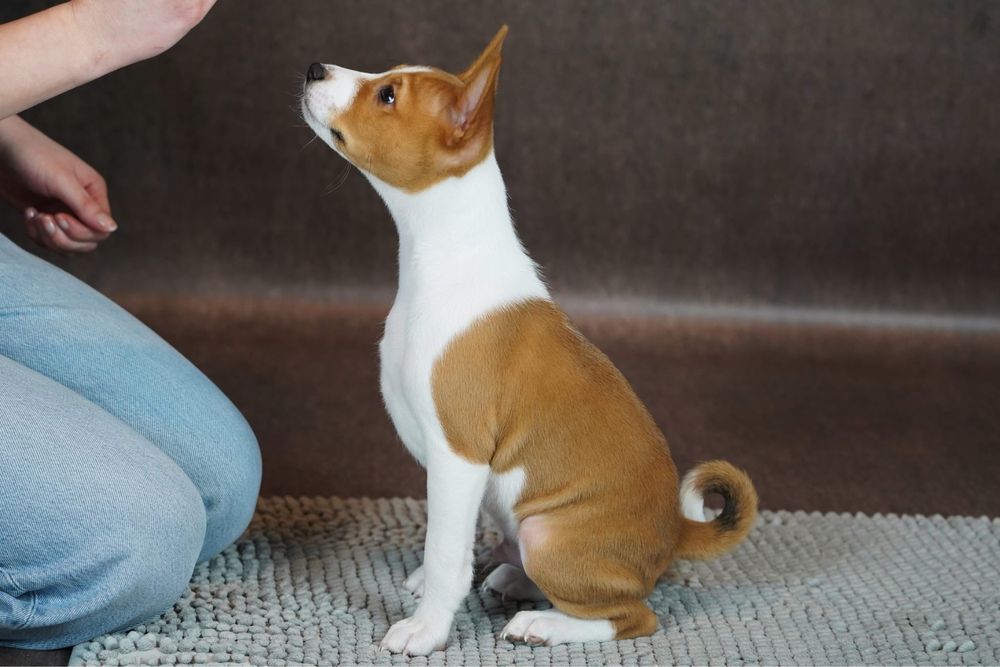 Piesek basenji ze Szczecina