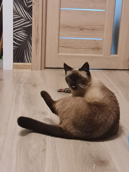 Перетримка тварин котів зооняня Мінська