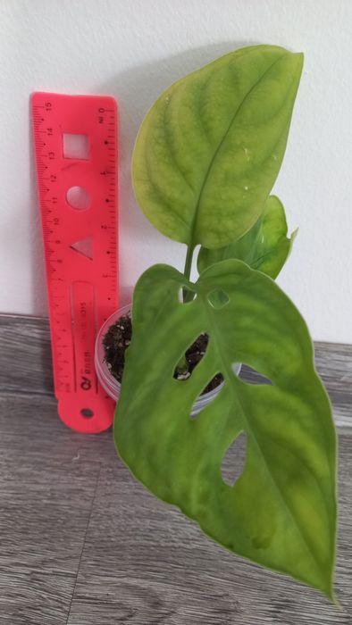 Монстера Esqueleto