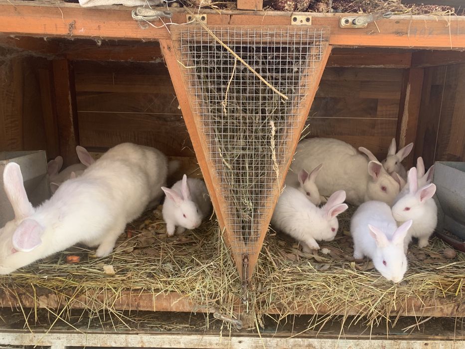 Термонці, різного віку