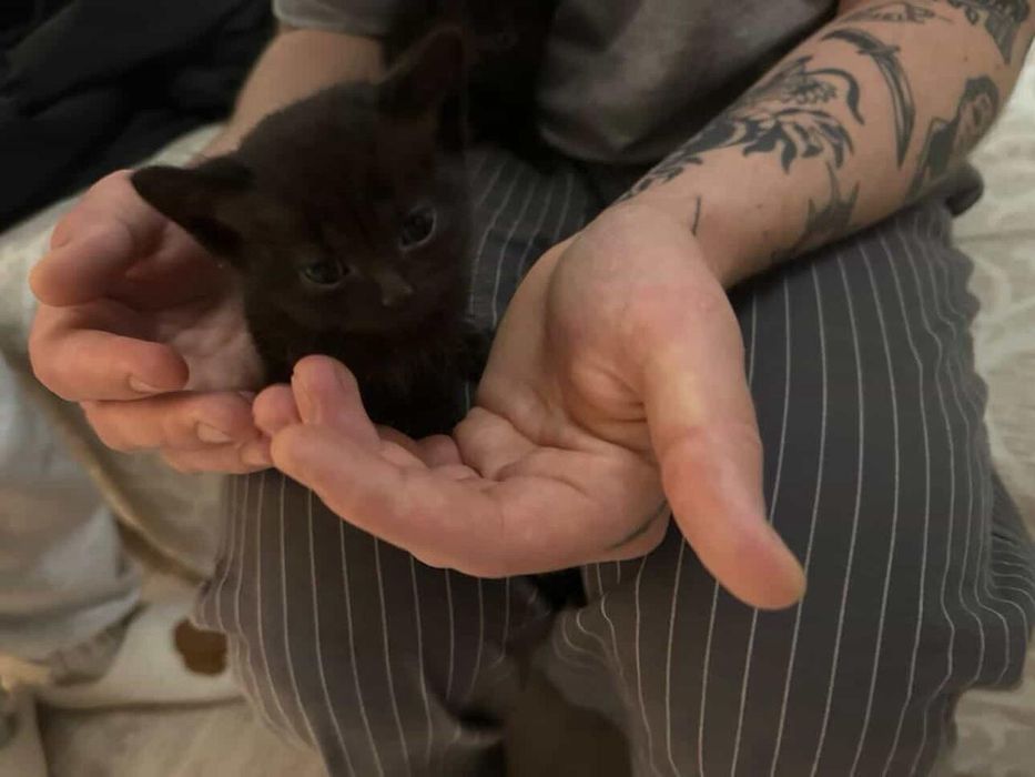 Кошенятка шукають родини