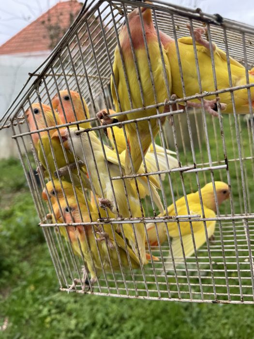 Agapornis roseicollis de várias cores