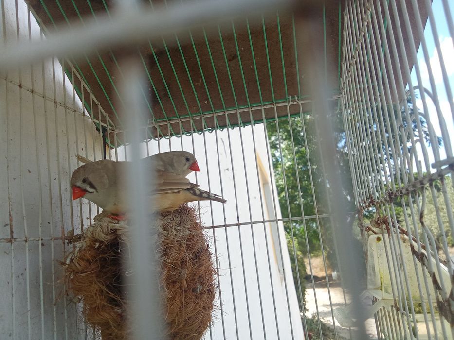 Duas mandarins fêmeas deste ano