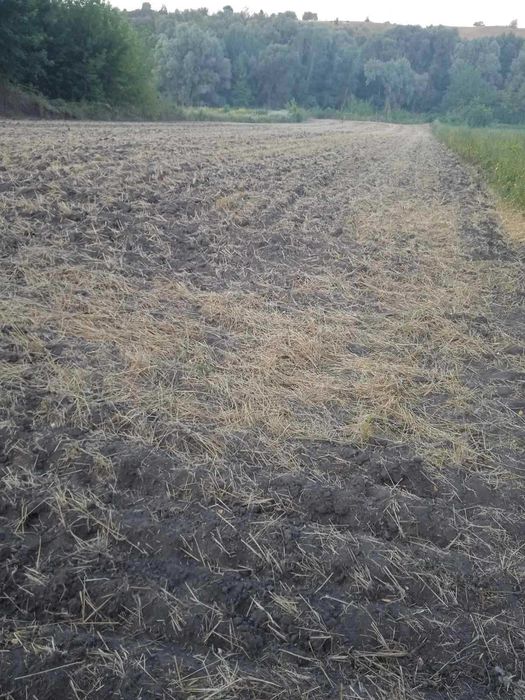 Продам земельну ділянку Кагарлицький район, с.Халча. 80 км від Києва