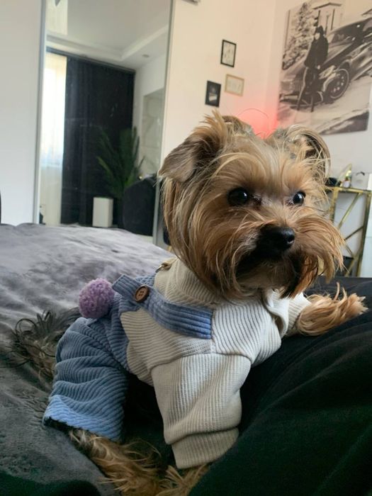 Чистокровна Красуня Міні Дівчинка