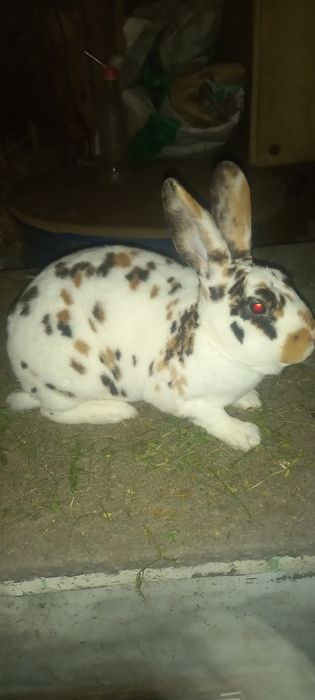 Rex trójbarwny w różnym wieku