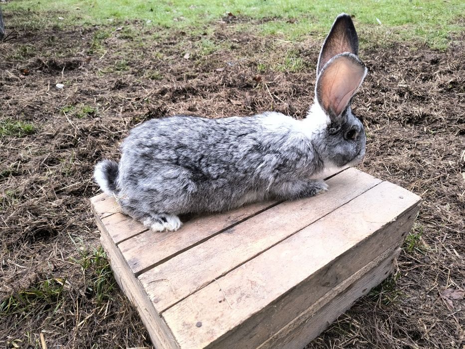 Samiec olbrzym belgijski