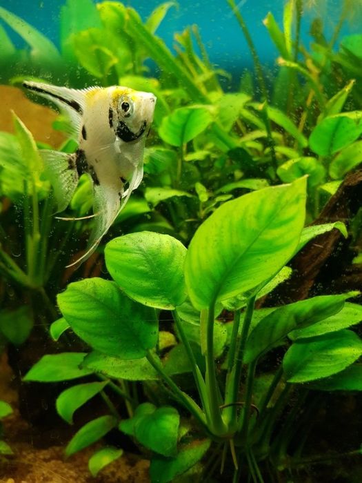 Planta Anubia grande aquario