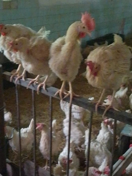Продам Кури несушки