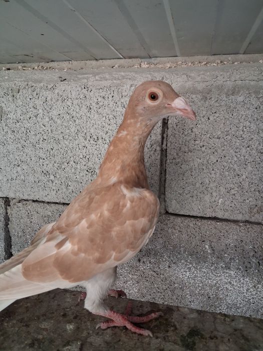 pombos correuos de linha antiga