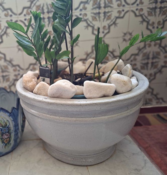 Vaso em grés com Planta Zamioculca (Zamioculcas zamiifolia) - Grande dimensão - Diam 55cm