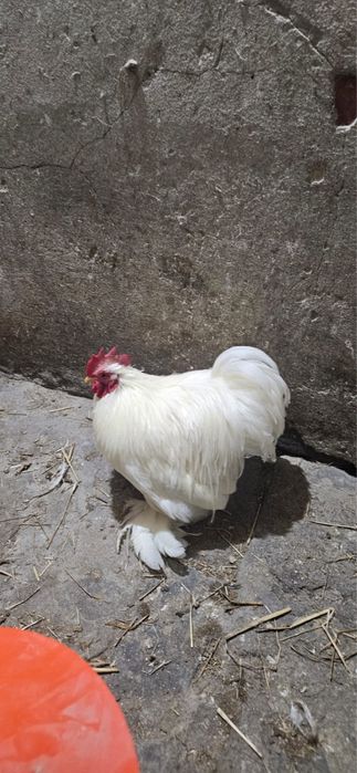 Kochin minaturowy- Koguty barwa biała i porcelanowa