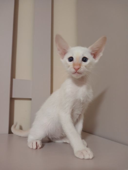 Орієнтальний хлопчик