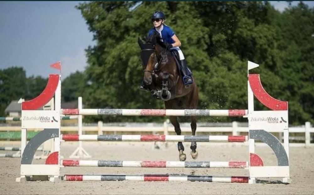 Ogierek Taloubet Z x Numero Uno 2023