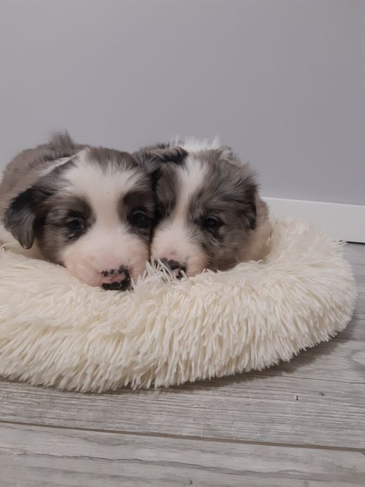 Border Collie blue merle piesek