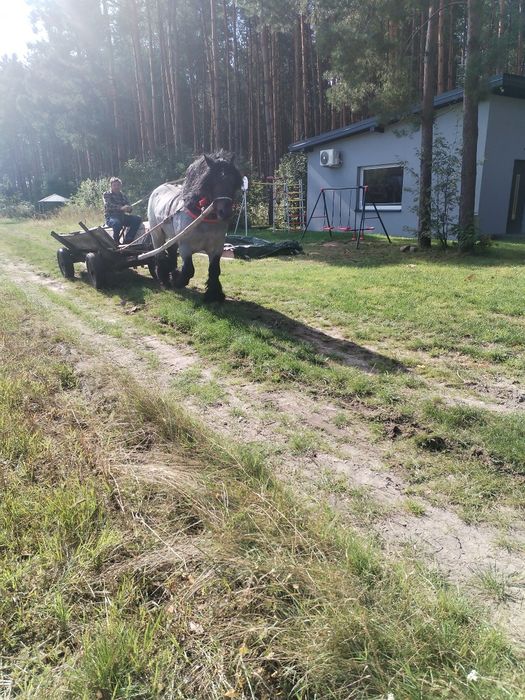 Sprzedam Ogiera Hipek