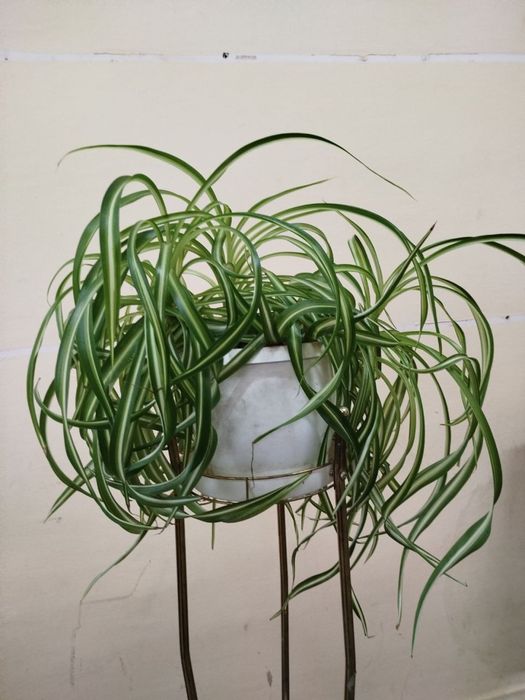 Хлорофитум кудрявый , 2 цветка на фото