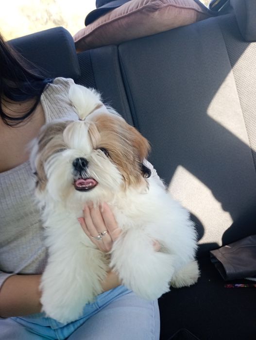 Неймовірні Щи-тцу (документи КСУ)