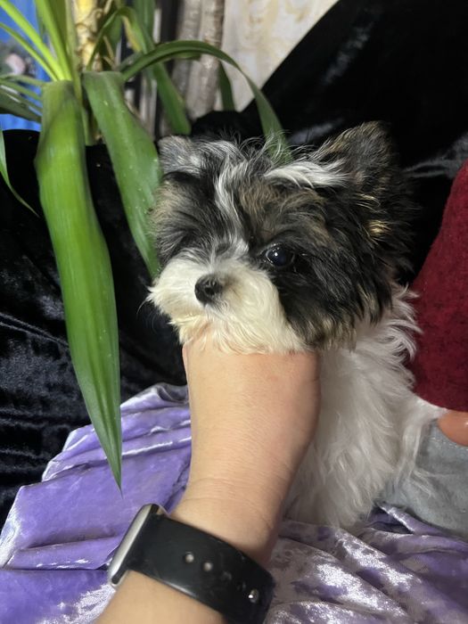 Девочка мини бивер КСУ