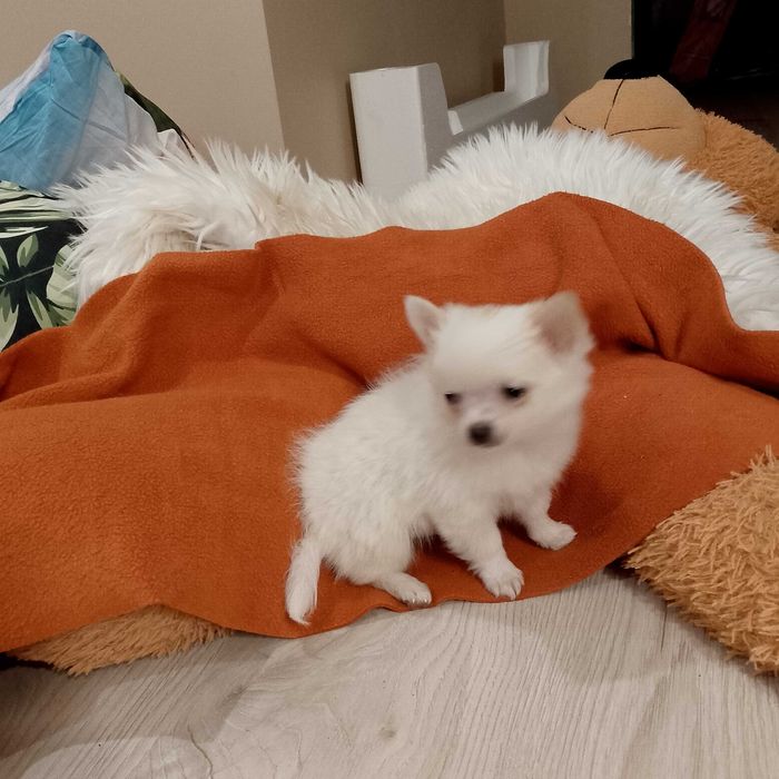 Chihuahua chłopiec długowłosy