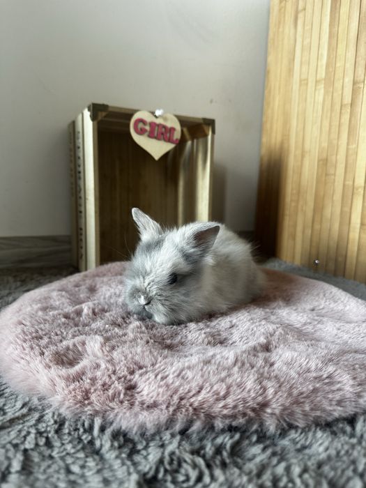 Piękne Karzełki Teddy Długowłose Miniaturki
