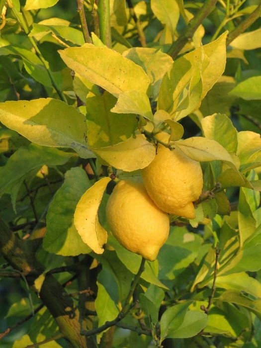 Limões 100% de agricultura biológica!